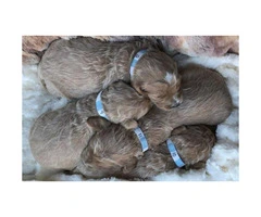 Beautiful Goldendoodle puppies available - 3