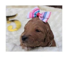 Beautiful Goldendoodle puppies available - 4