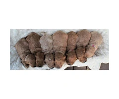 Beautiful Goldendoodle puppies available - 5