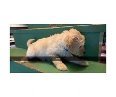 2 Goldendoodle F2 male puppies available