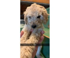 2 Goldendoodle F2 male puppies available - 2