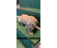 2 Goldendoodle F2 male puppies available - 3