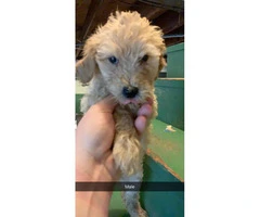 2 Goldendoodle F2 male puppies available - 4