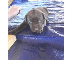 7 AKC registered Labrador retriever puppies - 1