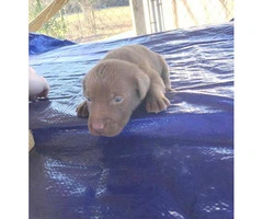 7 AKC registered Labrador retriever puppies - 2