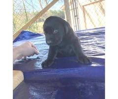 7 AKC registered Labrador retriever puppies - 3