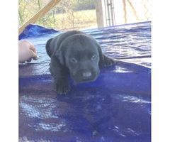 7 AKC registered Labrador retriever puppies - 4