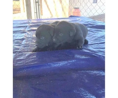7 AKC registered Labrador retriever puppies - 5