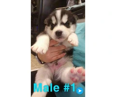 Husky puppies Full AKC registration including Breeders Rights