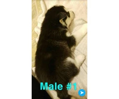 Husky puppies Full AKC registration including Breeders Rights - 2