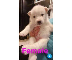 Husky puppies Full AKC registration including Breeders Rights - 3