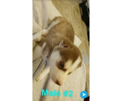 Husky puppies Full AKC registration including Breeders Rights - 4