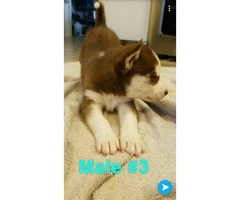 Husky puppies Full AKC registration including Breeders Rights - 5