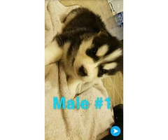 Husky puppies Full AKC registration including Breeders Rights - 6