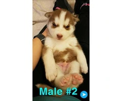Husky puppies Full AKC registration including Breeders Rights - 7