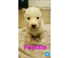 Husky puppies Full AKC registration including Breeders Rights - 8
