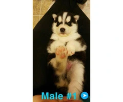 Husky puppies Full AKC registration including Breeders Rights - 10