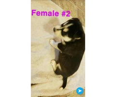 Husky puppies Full AKC registration including Breeders Rights - 11