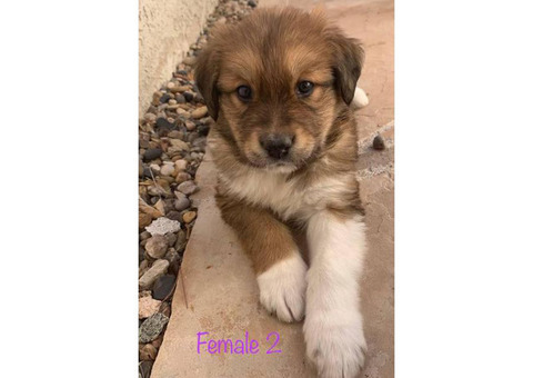 Alaskan Malamute / St. Bernard Pups Rehoming