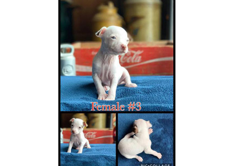 Rehoming my Rat Terrier Puppies