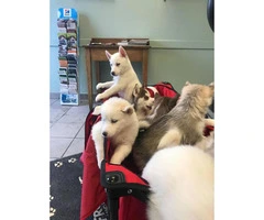 9 beautiful huskies for sale - 4