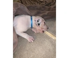 8 week old pure bred pit puppy - 3