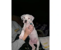 8 week old pure bred pit puppy - 4