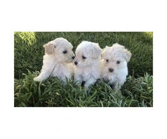 3 Gorgeous Maltipoo puppies ready for forever loving homes