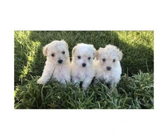 3 Gorgeous Maltipoo puppies ready for forever loving homes - 2