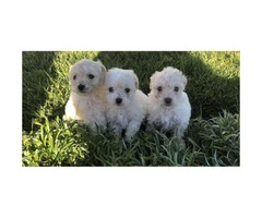 3 Gorgeous Maltipoo puppies ready for forever loving homes - 3