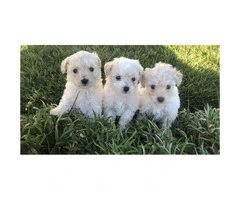 3 Gorgeous Maltipoo puppies ready for forever loving homes - 4