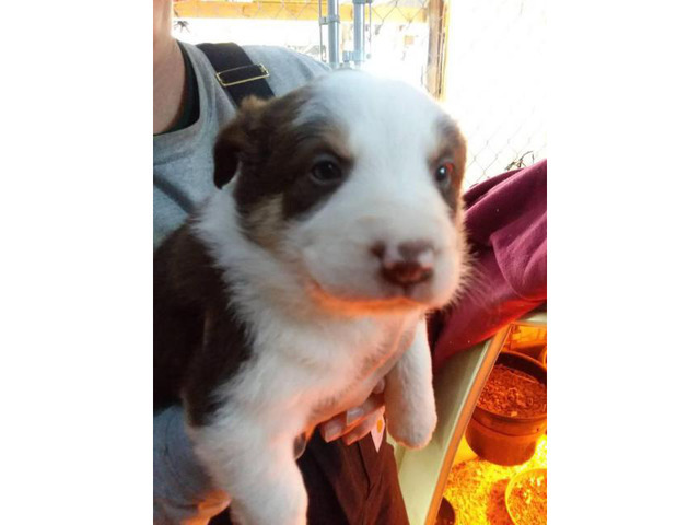 Border collie puppies, 7 pups available in La Crosse, Wisconsin - Puppies for Sale Near Me