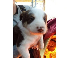 Border collie puppies, 7 pups available - 1
