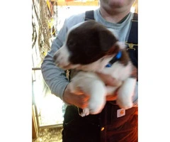 Border collie puppies, 7 pups available - 2