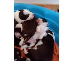 Border collie puppies, 7 pups available - 3