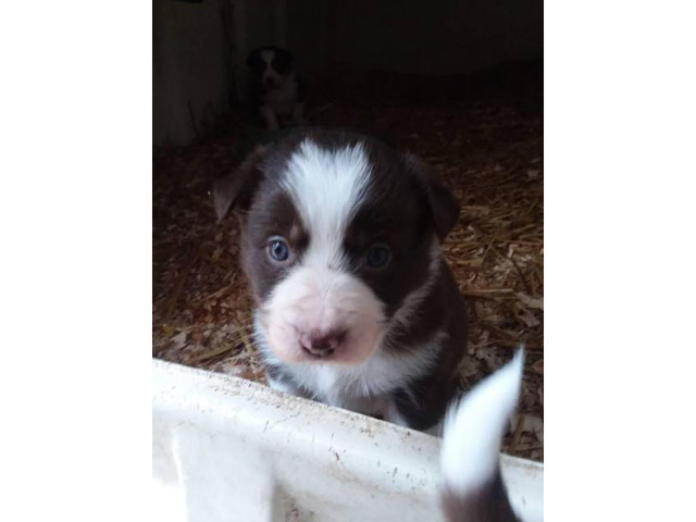 Border collie puppies, 7 pups available in La Crosse