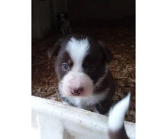 Border collie puppies, 7 pups available - 4