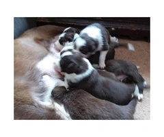 Border collie puppies, 7 pups available - 5
