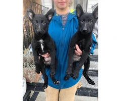 Black and sable German Shepherd puppies - 4