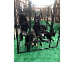 Black and sable German Shepherd puppies - 6