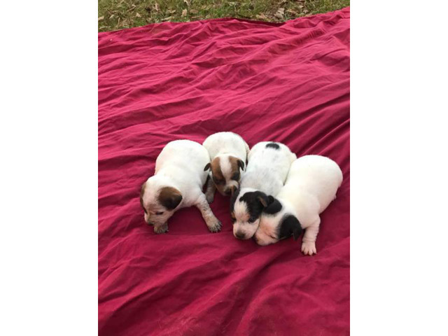 Cute Ckc Jack Russell Puppies Available In Hattiesburg
