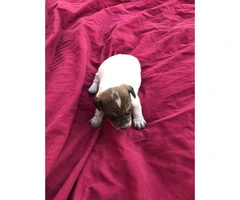 Cute Ckc jack russell puppies available - 2