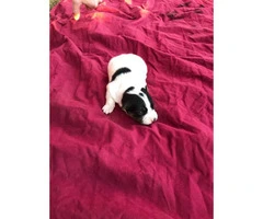 Cute Ckc jack russell puppies available - 3
