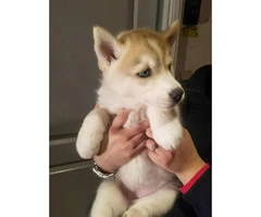 Full akc Husky Pups for Sale