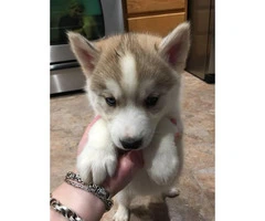 Full akc Husky Pups for Sale - 2