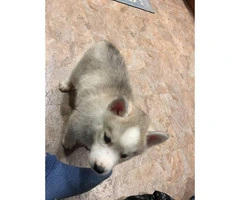 Full akc Husky Pups for Sale - 3