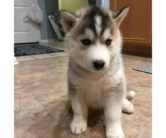 Full akc Husky Pups for Sale - 4