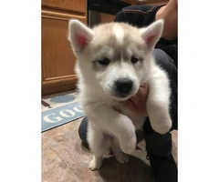 Full akc Husky Pups for Sale - 5