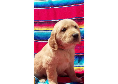 Golden Retriever Puppies All feature AKC registration
