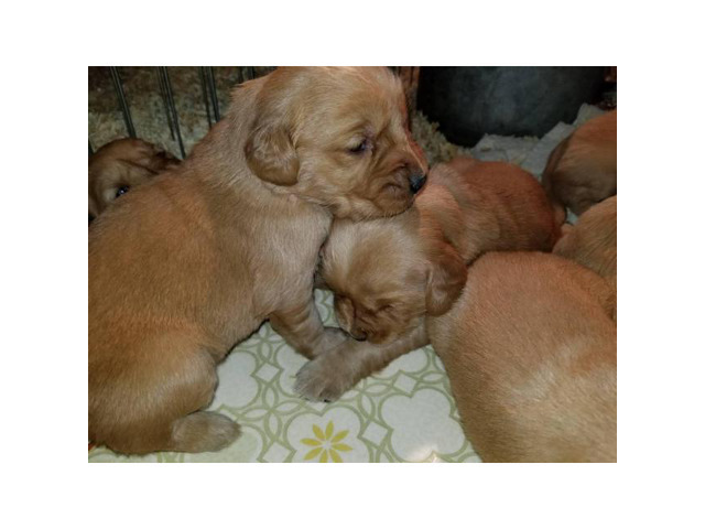 Golden Retriever Puppies All feature AKC registration in ...
